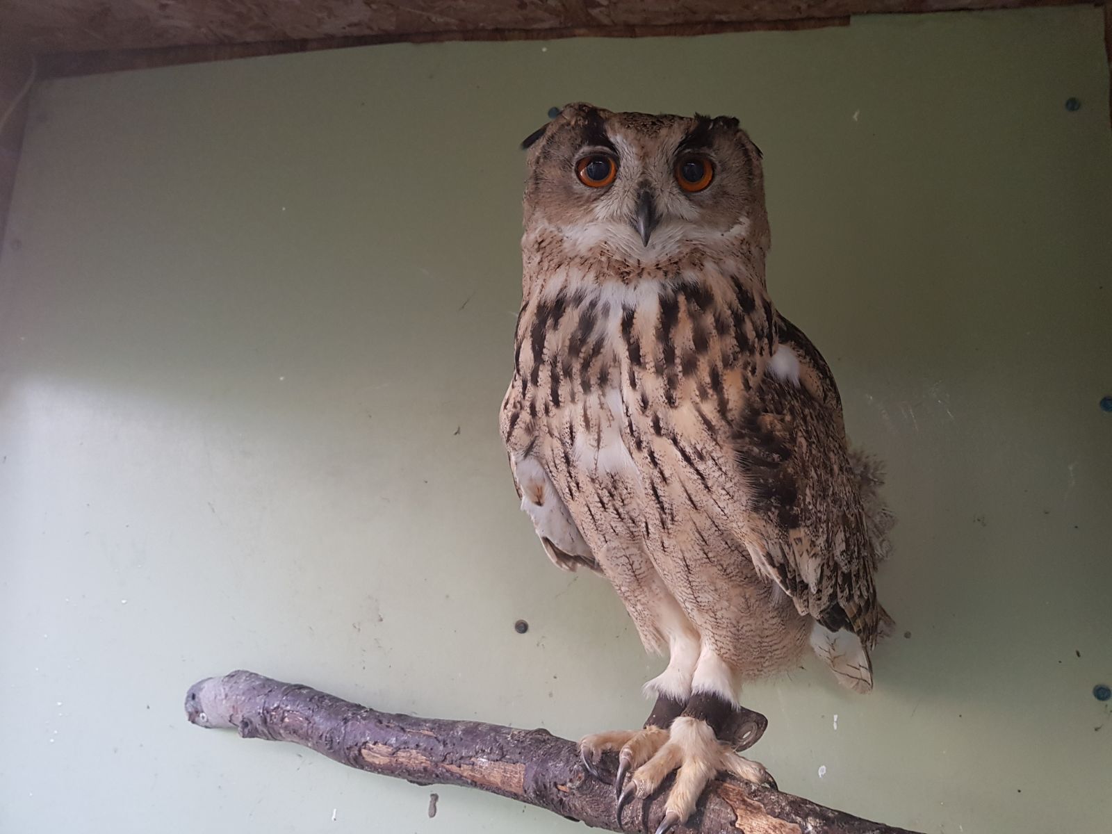 Turkmenian Eagle Owl